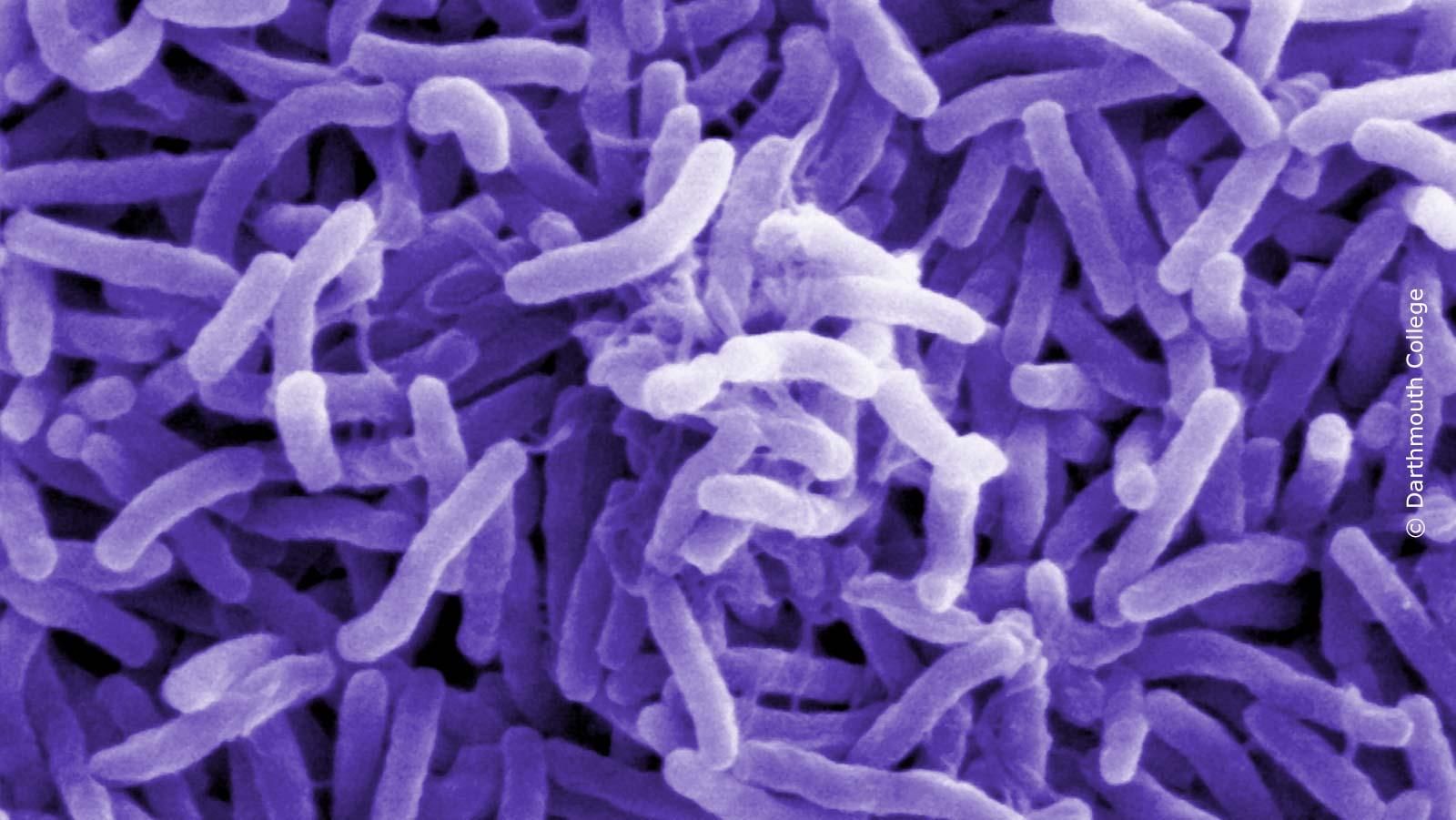 Wissenschaftliche 3D-Aufnahme von Bakterien