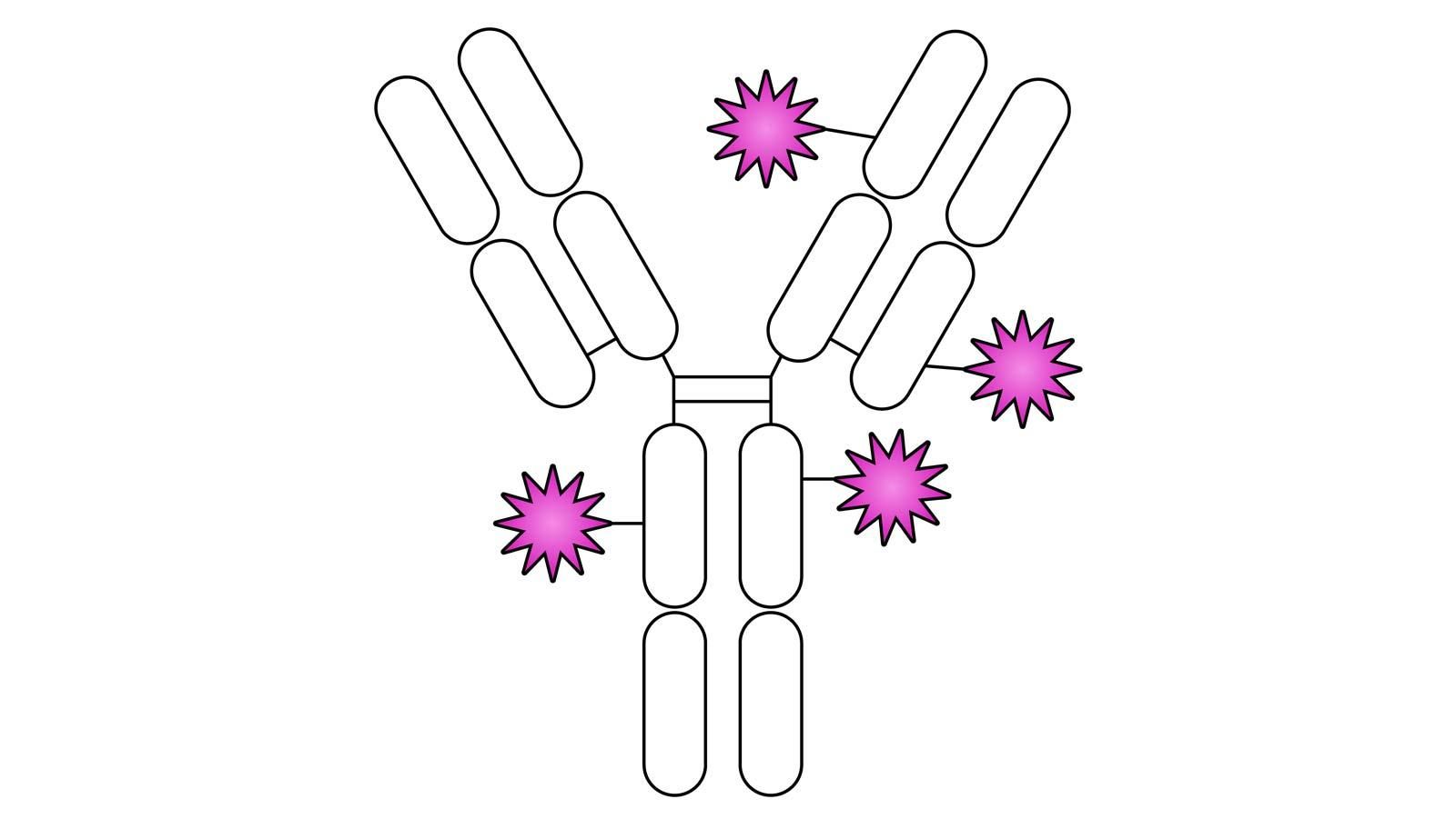 Schematische Darstellung eines Antikörper-Wirkstoff-Konjugates