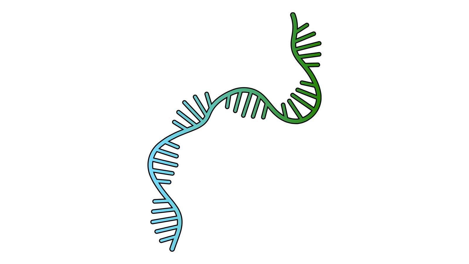 Schematische Darstellung einer mRNA