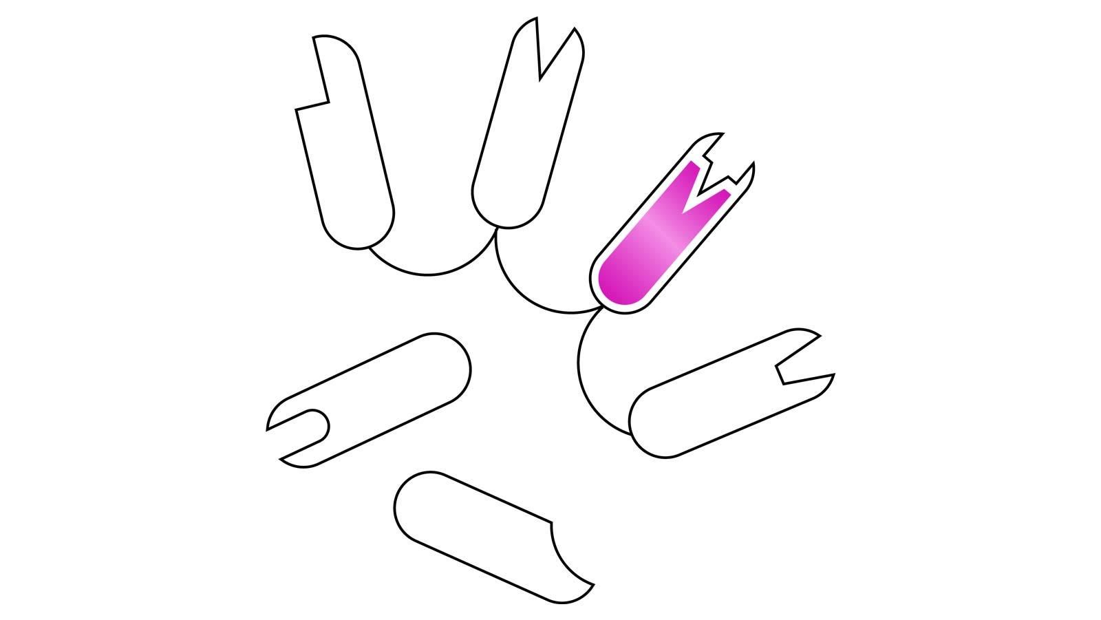 Schematische Darstellung eines Nanobody-Moleküls