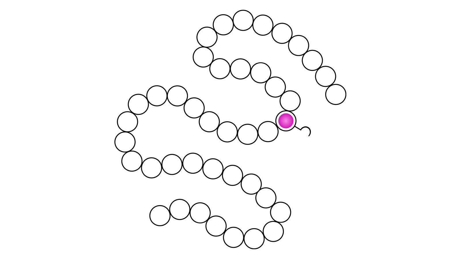 Schematische Darstellung eines Synthorin-Moleküls